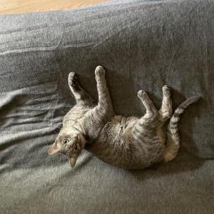 Image of Kitty, Lost Cat