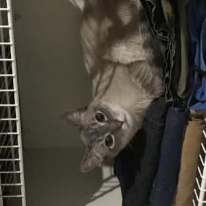 Lost Cat Calvin
