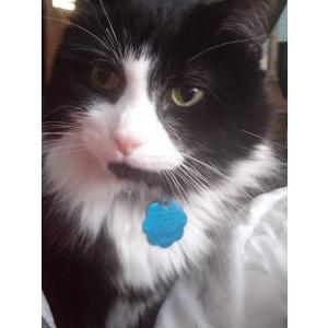 Image of Gemini, Lost Cat