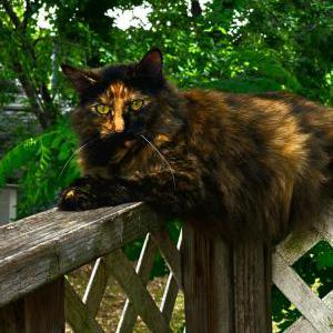 Lost Cat Missy Lou