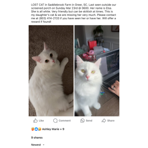 Image of Elsa, Lost Cat