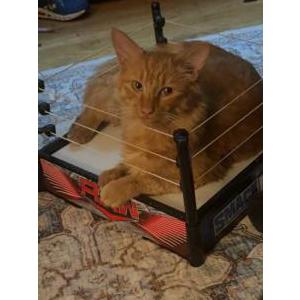 Lost Cat Enzo