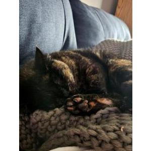 Lost Cat Pika