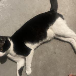 Lost Cat CHARLIE
