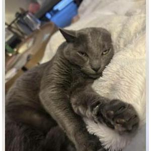 Lost Cat Abi