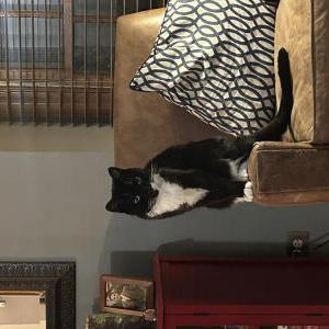 Lost Cat Reginald