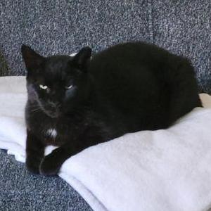 Lost Cat Joey