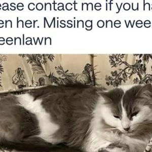 Lost Cat Amelia Bedilia