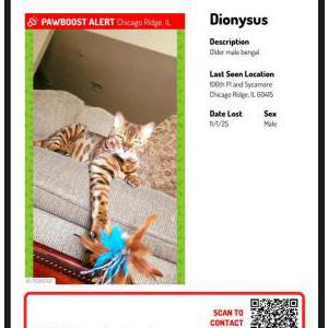 Lost Cat Dionysus