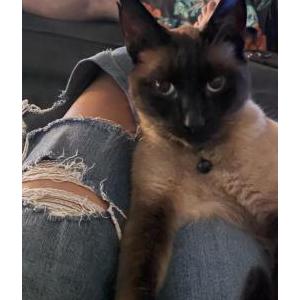 Lost Cat Dimmy