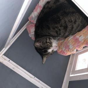 Lost Cat Felix