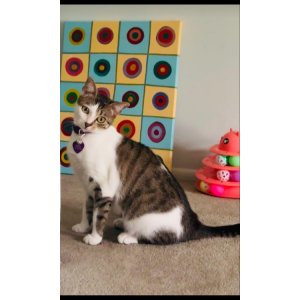 Lost Cat Bella