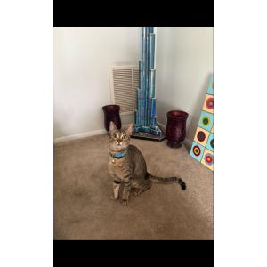 Lost Cat Armani