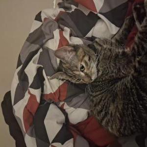Found Cat Unkown