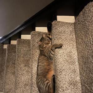 Lost Cat Ringo