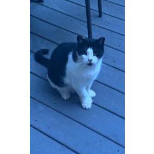 Lost Cat Skunky