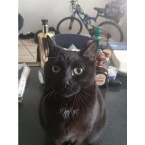 Lost Cat Kibby