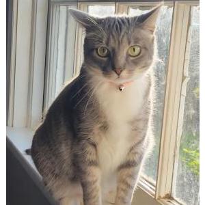 Lost Cat Elsa
