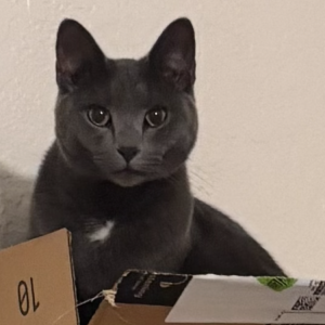 Lost Cat Mae