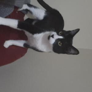 Lost Cat Nermal