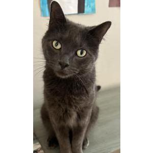 Lost Cat Earl
