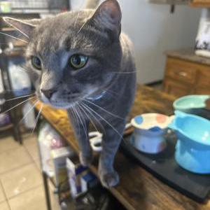 Lost Cat Salem