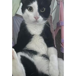 Lost Cat Zuko