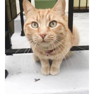 Lost Cat Georgia