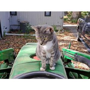 Lost Cat Ripple