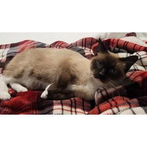 Image of Spencer, Lost Cat