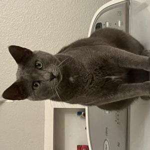Lost Cat Tuco