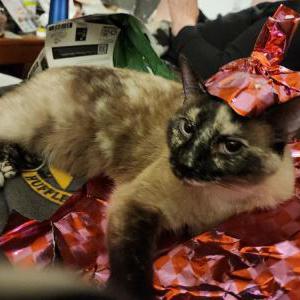 Image of Meave, Lost Cat