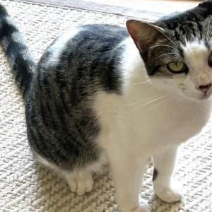 Image of Shama, Lost Cat