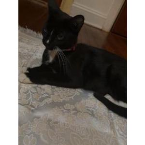 Lost Cat Oreo