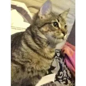 Lost Cat Mortimer