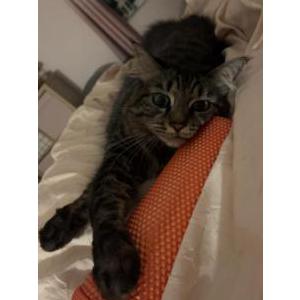 Lost Cat Acia