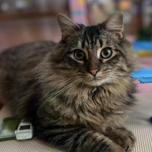 Image of Bartholomew, Lost Cat