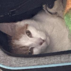 Lost Cat Kobe