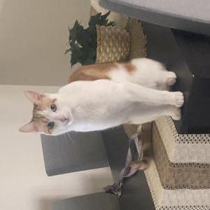 Lost Cat Kobe