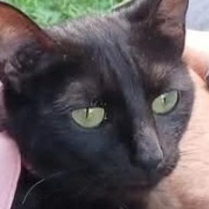 Image of Cordelia, Lost Cat