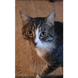 Image of Passion, Lost Cat