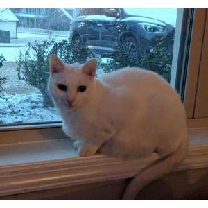Lost Cat Minerva