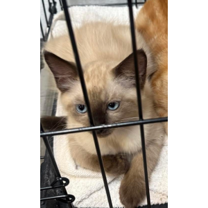 Image of Milo, Lost Cat