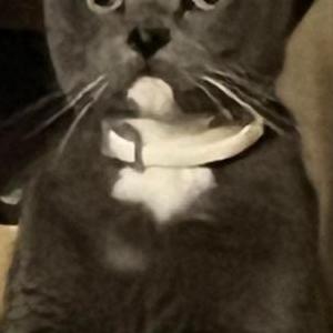 Lost Cat Thomas