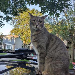 Lost Cat Luna