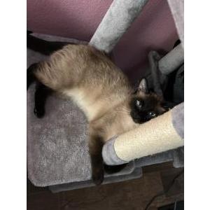 Image of Ariel, Lost Cat