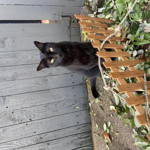 Lost Cat Tink