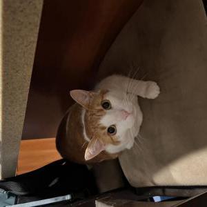 Lost Cat Loki