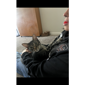 Image of Smokey, Lost Cat
