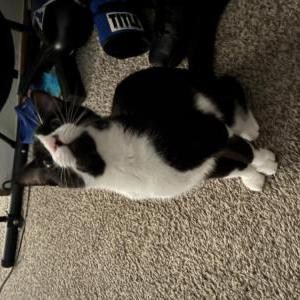 Lost Cat Bandit